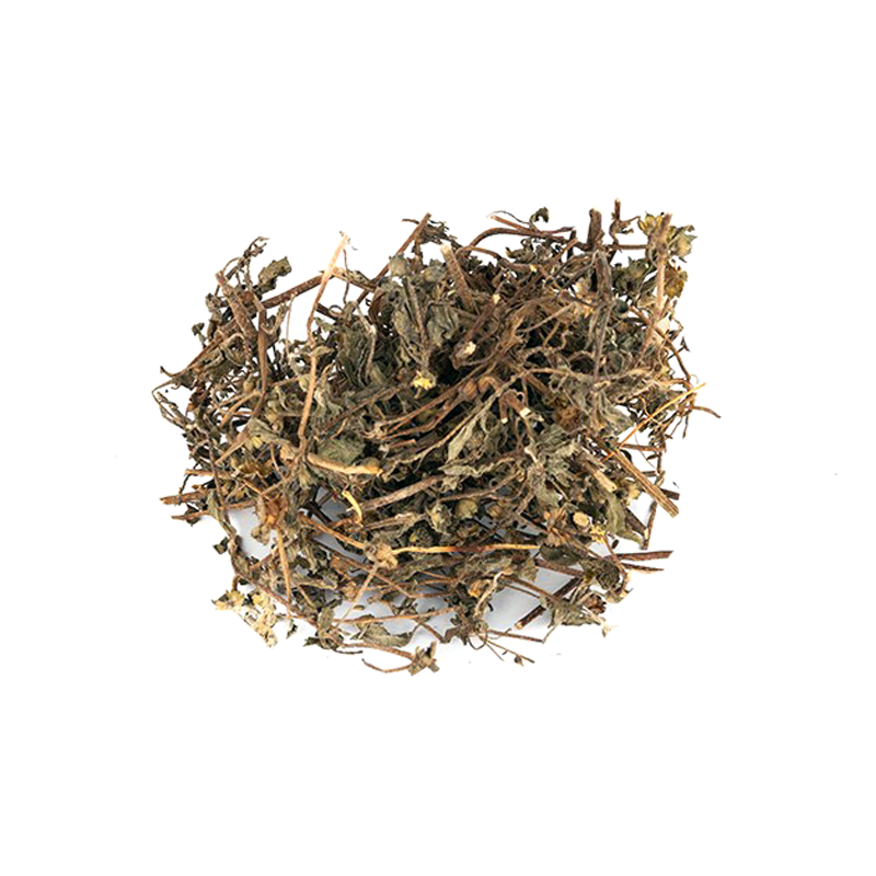 BHANGRA (BHRINGRAJ) - भांगरा - FALSE DAISY - ECLIPTA ALBA