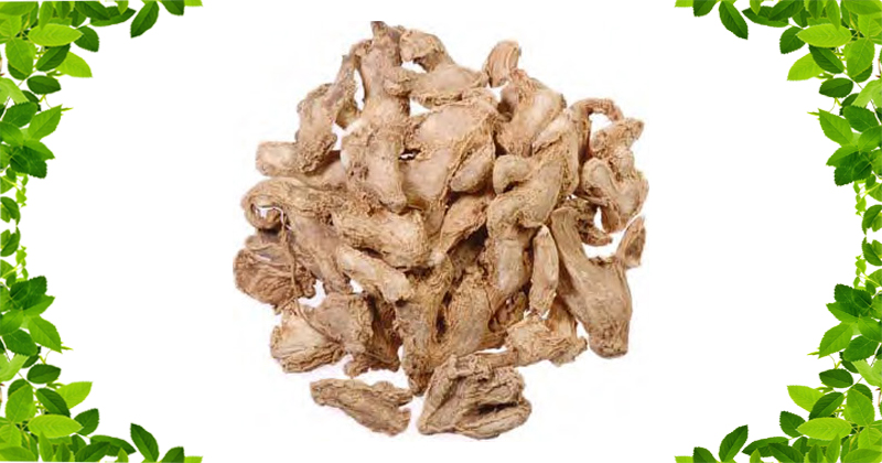 SONTH - सोंठ - GINGER DRIED - ZINGIBER OFFICINALE ROSC