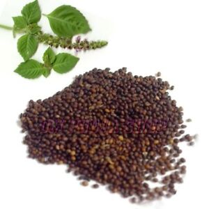 TULSI SEED - तुलसी बीज - BASIL SEED - OCIMUM SANCTUM