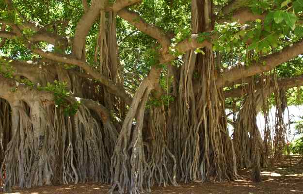 BADH DADHI ( BARGAD ) - बड दाढ़ी - BANYAN - FICUS BENGHALENSIS