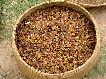 MAHUA(MAHUYA) - महुआ - PONGAMIA - MADHUCA INDICA