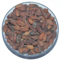 NIMBOLI - निम्बोली - NEEM SEED - AZADIRACHTA INDICA