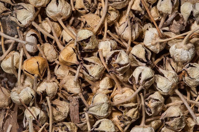 AAK PHOOL OR MADAR Calotropis Gigantea