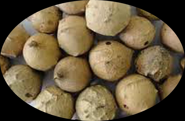 MAJUPHAL - माजूफल - GALLNUT - QUERCUS INFECTORIA